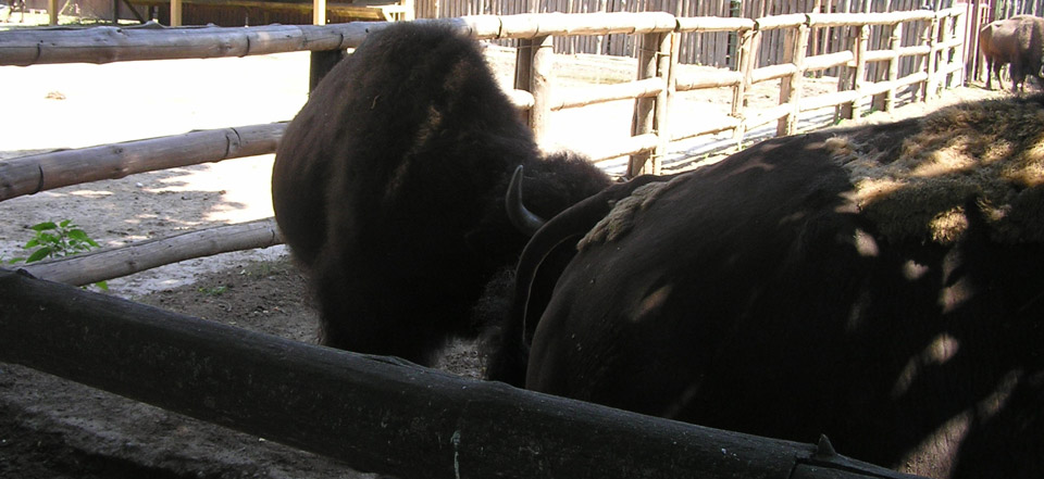 手机号网页在线轰炸源码